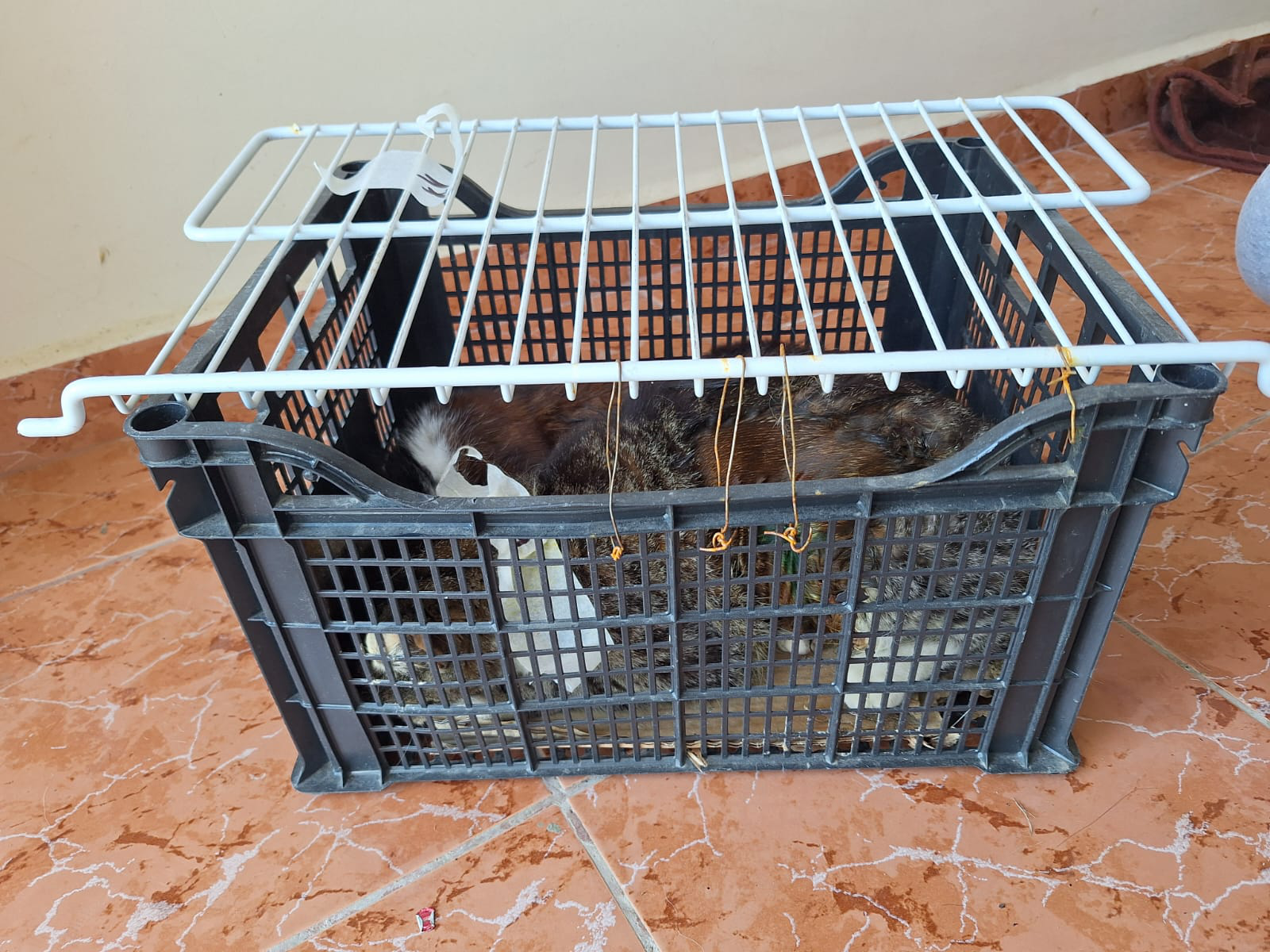Pisica - transport in cusca